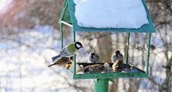 Poziv volonterima za sudjelovanje u zimskom hranjenju ptica