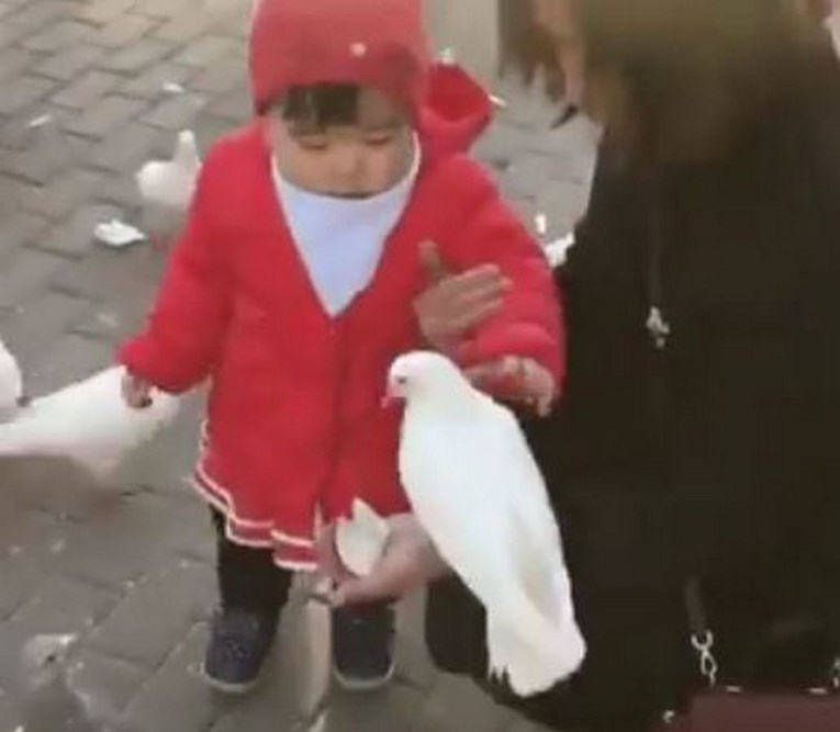 Nikada niste vidjeli djevojčicu koja ovako hrani ptice