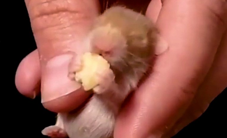 VIDEO Sićušni hrčak je izgledao preslatko dok je jeo sjemenku bundeve