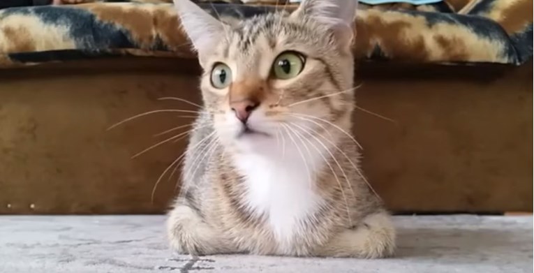 VIDEO Ova se maca uživjela u horor film više od bilo kojeg čovjeka