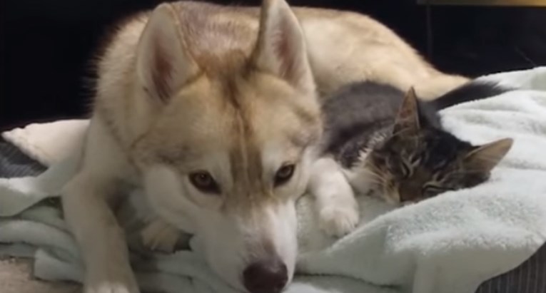 VIDEO Ova je maca na čelu čopora haskija i ponaša se kao da je jedna od njih