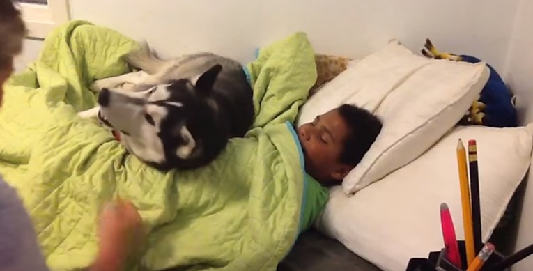 VIDEO Ovaj pesonja ne dopušta svom malenom vlasniku da ustane iz kreveta
