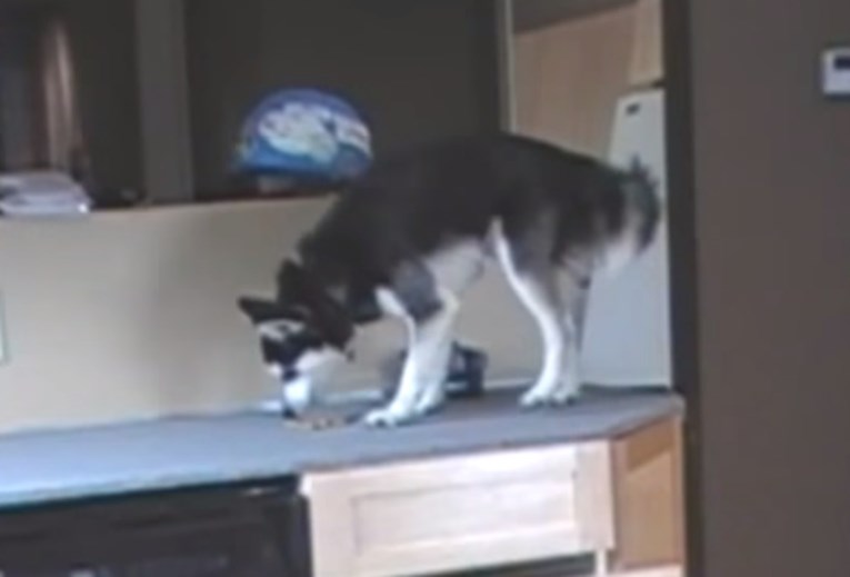 VIDEO Ovaj lukavi pas pronašao je način da dođe do hrane, no jednu stvar još nije naučio