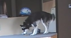 VIDEO Ovaj lukavi pas pronašao je način da dođe do hrane, no jednu stvar još nije naučio
