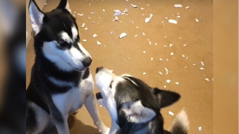 VIDEO Dva psa posvađala se jer se nisu mogli dogovoriti tko je kriv