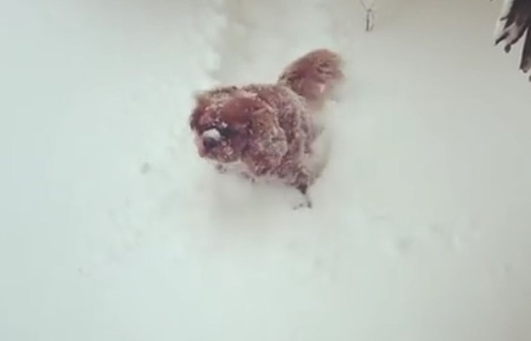 VIDEO Nitko ne mrzi snijeg više od ovog slatkog psića