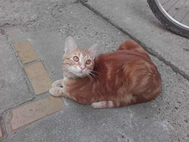 Pomozite nam pronaći mačka nestalog na području Osijeka