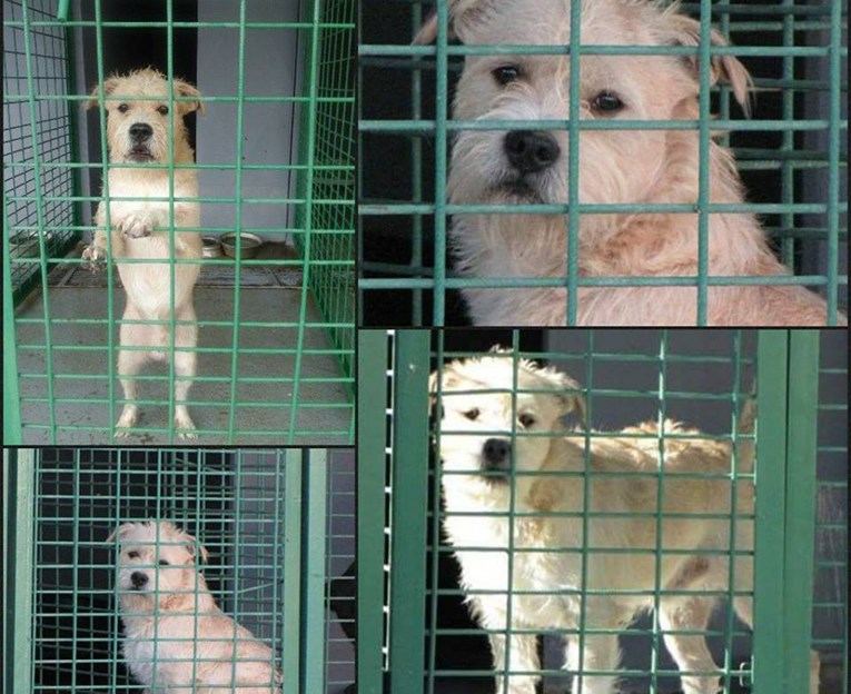 Psić zatvoren u kavezu hitno traži stalan dom i ljude koji će ga voljeti