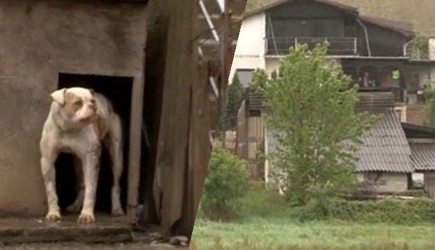 Strašno: U ilegalnom azilu u Zagorju na desetine borbenih pasa, izgladnjeli jedu jedni druge