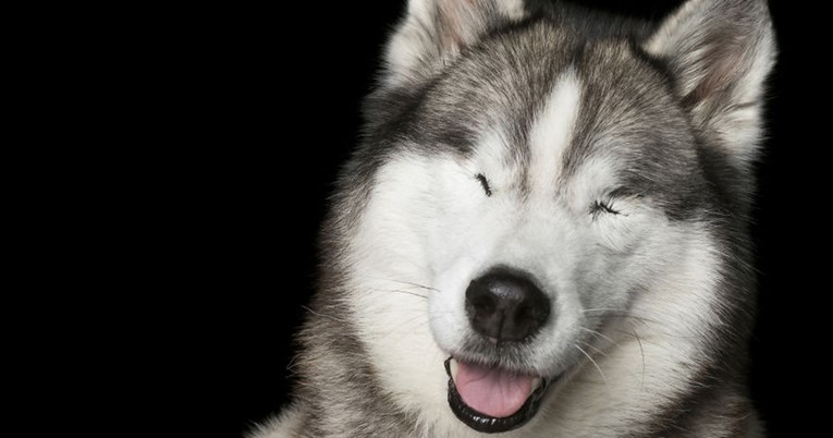 SAVRŠENO NESAVRŠENI - Fotograf snima pse s invaliditetom kako bi pokazao da su posebni