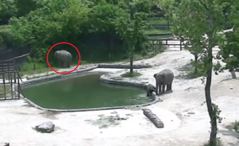 VIDEO Internet je oduševljen timskim radom slonova koji spašavaju mladunče od utapanja