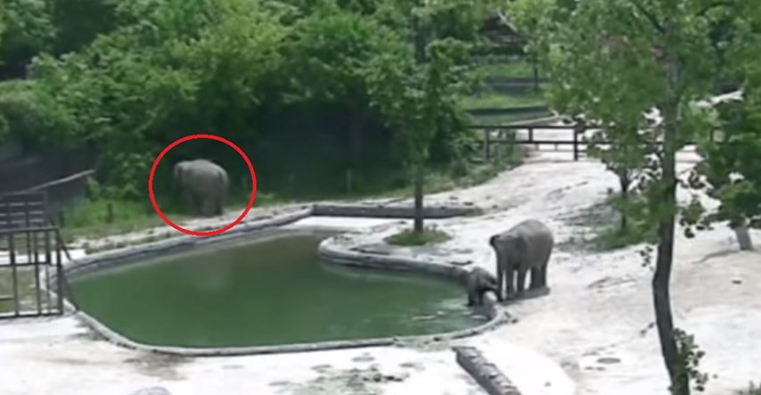 VIDEO Internet je oduševljen timskim radom slonova koji spašavaju mladunče od utapanja