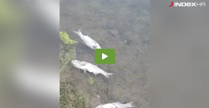 VIDEO Na Jarunu snimljen pomor riba, što se događa?
