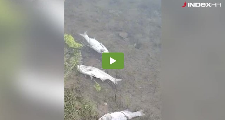 VIDEO Na Jarunu snimljen pomor riba, što se događa?