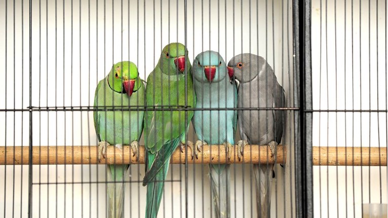 VIDEO Oduvijek ste htjeli brbljavu papigu - možda je ovo pravi izbor za vas?