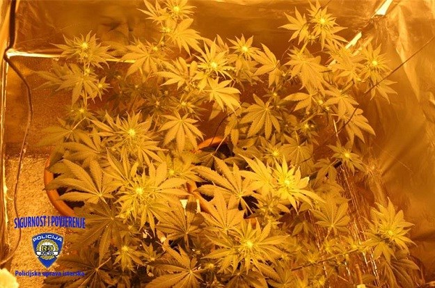 Policija u Matuljima pronašla laboratorij za uzgoj marihuane