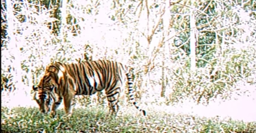 VIDEO Čudesno otkriće: U Tajlandu otkrivena jedna od najrjeđih životinja na svijetu