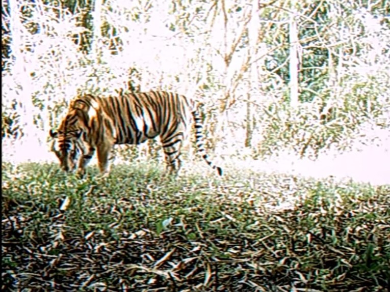 VIDEO Čudesno otkriće: U Tajlandu otkrivena jedna od najrjeđih životinja na svijetu