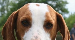 Istarski kratkodlaki gonič: Pas elegantnog izgleda i dobroćudnog karaktera