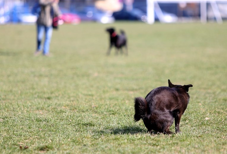 Psi bez nadzora vlasnika napadaju ljude u Istri, tri osobe ozlijeđene