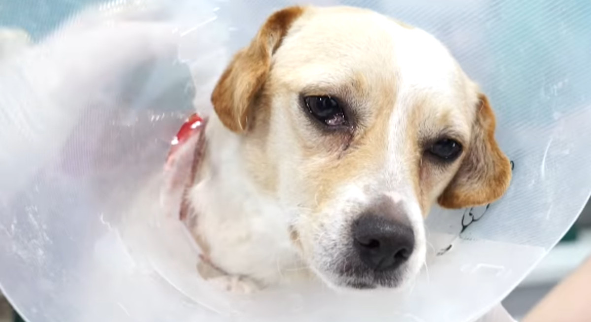 VIDEO Ovu su kujicu živu zapalili i ostavili su je da umre
