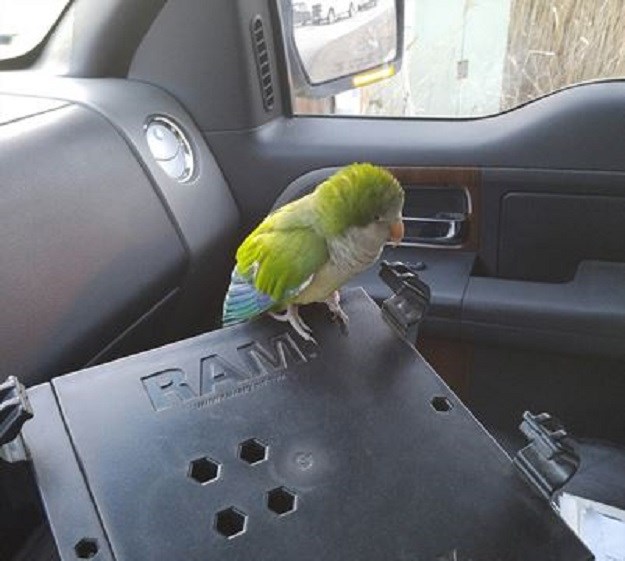 Izgubljena papiga vozača kamiona "zamolila" za pomoć