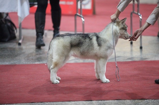Od 15 sati uživo na Index Ljubimci:  Video prijenos finala zagrebačke izložbe pasa!