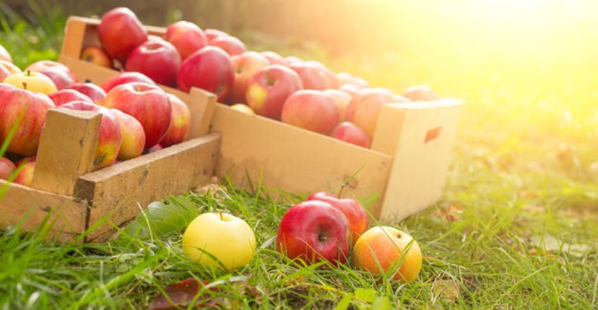 SAD odobrio genetski modificirane jabuke otporne na truljenje