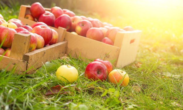 SAD odobrio genetski modificirane jabuke otporne na truljenje