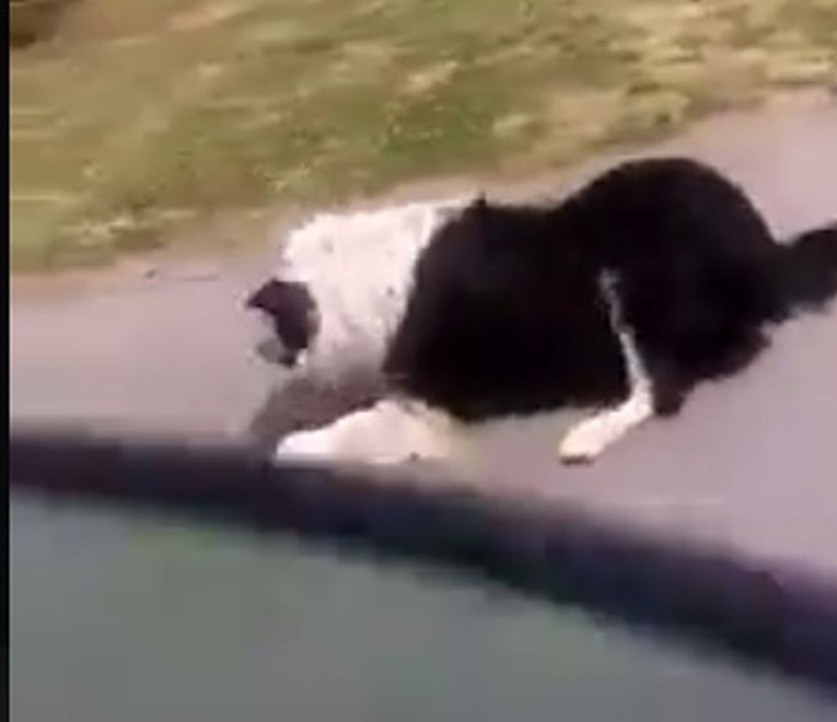 UZNEMIRUJUĆA SNIMKA U Borovu naselju vezao psa za automobil i vukao ga po cesti
