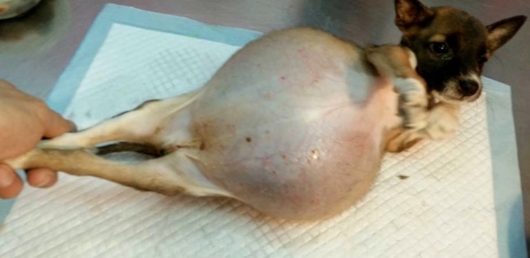VIDEO Pronašli su psića otečenog trbuha i spasili mu život