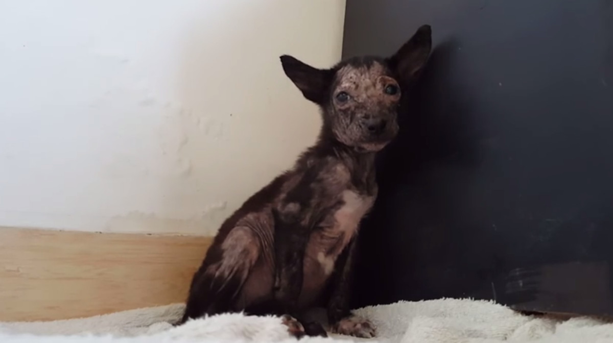 VIDEO Pronašli su kujicu staru dva mjeseca i spasili joj život