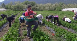 Proizvodnja jagoda je skrivena prilika za hrvatske poljoprivrednike