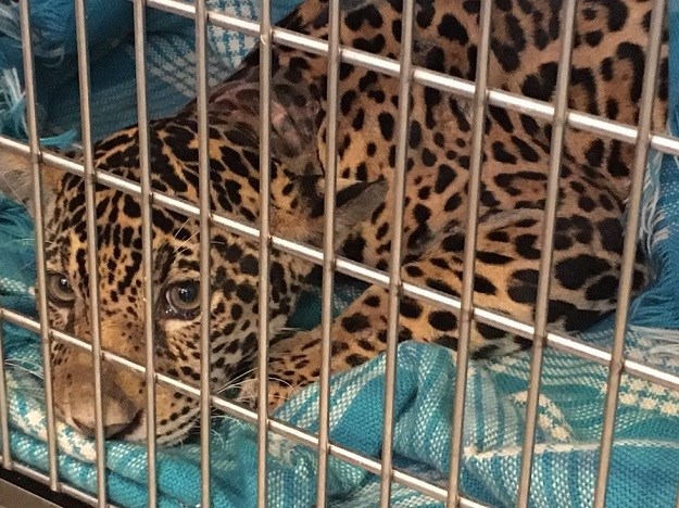 FOTO Ženka jaguara u sebi je skrivala veliku i tužnu tajnu!