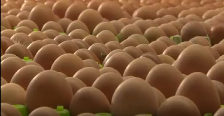 VIDEO Po Europi se proširila jaja zaražena opasnim insekticidom