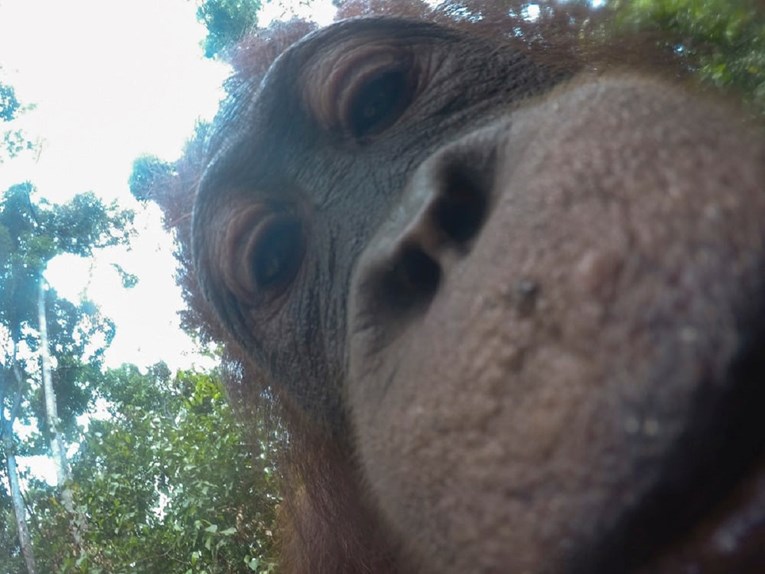 FOTO Orangutan ukrao GoPro kameru i napravio stotine selfieja