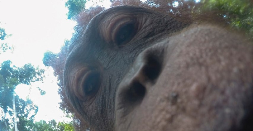 FOTO Orangutan ukrao GoPro kameru i napravio stotine selfieja
