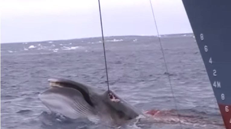 UZNEMIRUJUĆA SNIMKA Australija objavila video divljačkog ubijanja kitova u Južnom oceanu