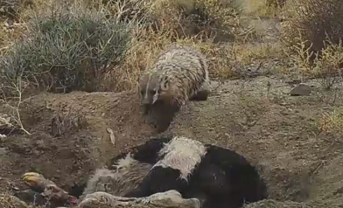 VIDEO National Geographic objavio impresivnu snimku na kojoj jazavac pokapa kravu