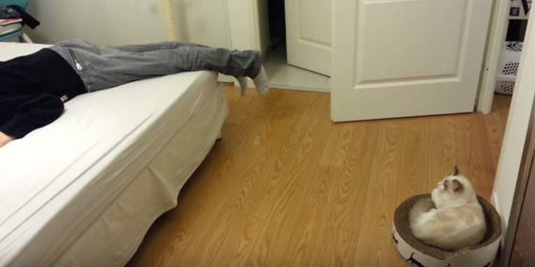 VIDEO Odglumio je vlastitu smrt kako bi vidio reakciju svoje mace