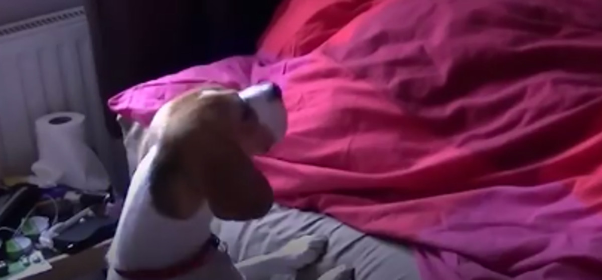 VIDEO Što se dogodi kada pas ne vidi svog vlasnika mjesecima? Upravo ovo!