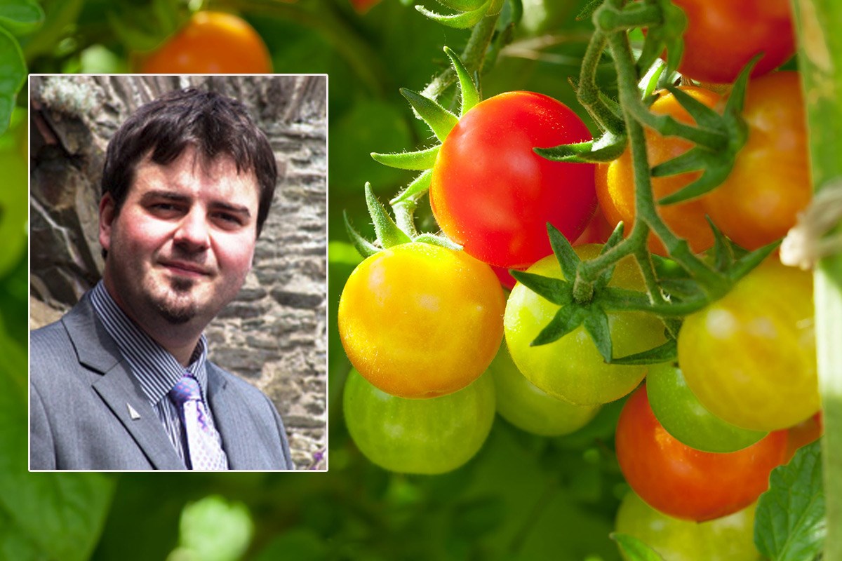 Njemački laboratorij uzgaja rajčice u urinu. Evo zašto