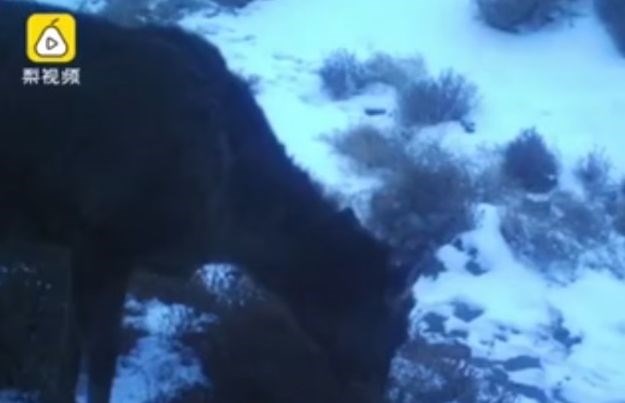 VIDEO Snimljena misteriozna životinja: Je li konj ili jelen?