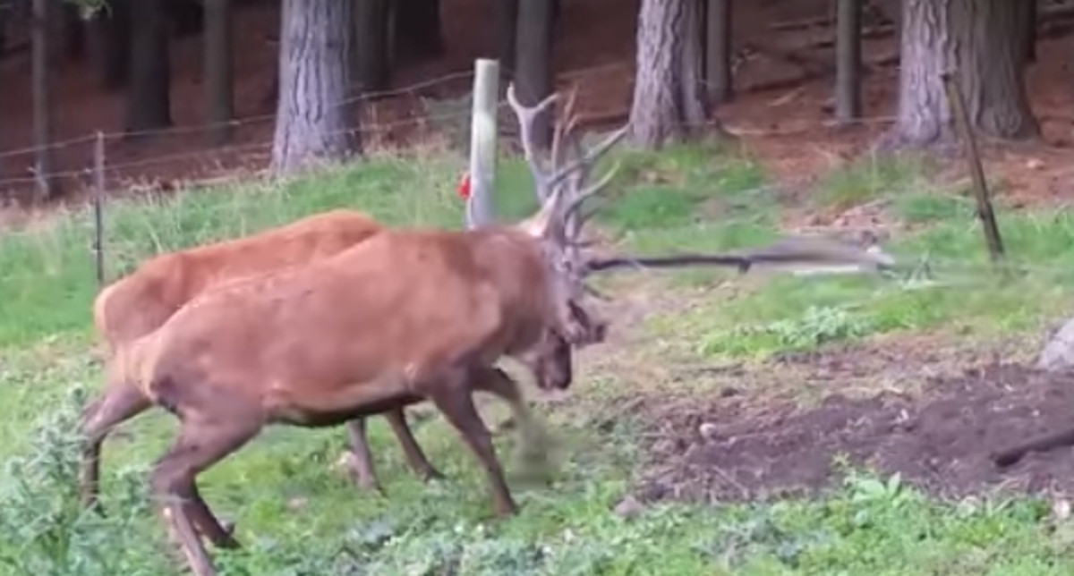 VIDEO Tri najluđa i najhrabrija spašavanja životinja 2017. godine