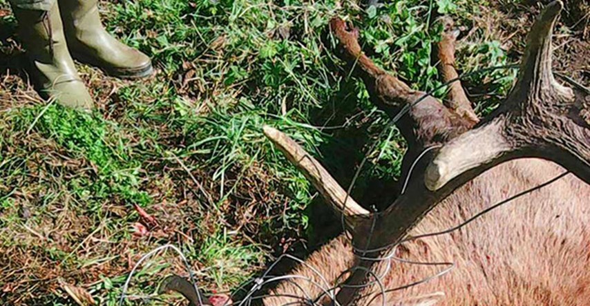 UZNEMIRUJUĆE FOTOGRAFIJE Mađarska žica ne zaustavlja ljude, ali je opet ubila jelena