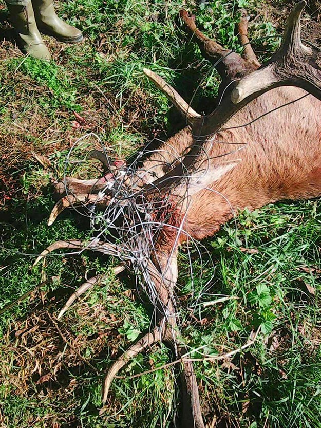 UZNEMIRUJUĆE FOTOGRAFIJE Mađarska žica ne zaustavlja ljude, ali je opet ubila jelena