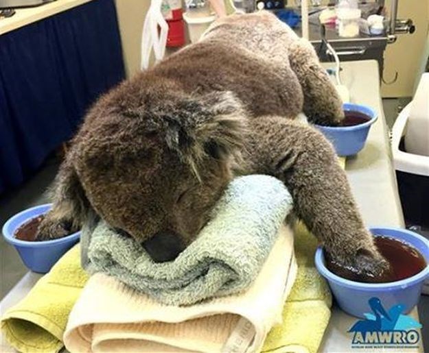 Povratak u divljinu: Koala koja je osvojila svijet uspješno se oporavila nakon požara
