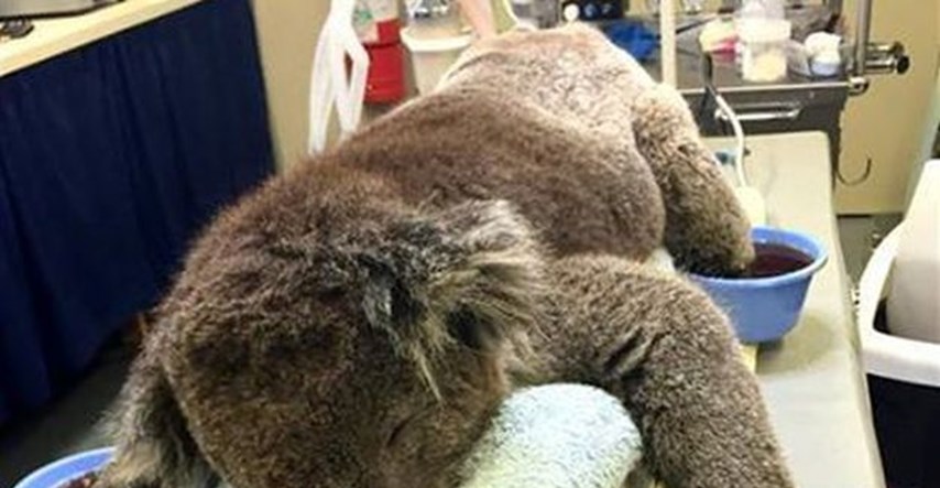 Povratak u divljinu: Koala koja je osvojila svijet uspješno se oporavila nakon požara
