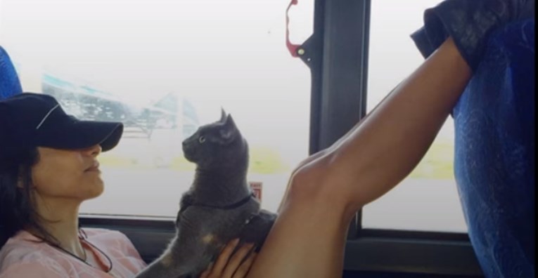 VIDEO Posebna maca uživa u stvarima koje ostale mace ne podnose