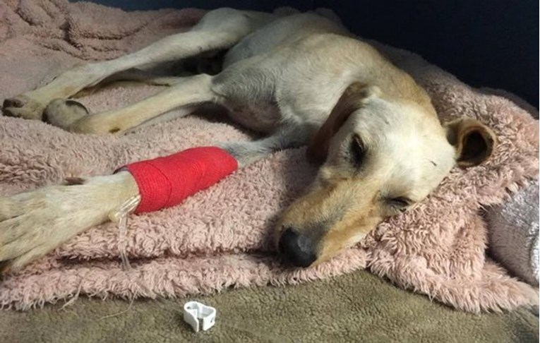 Ostavili su ranjenog psa u telefonskoj govornici koja je bila toliko mala da nije mogao ni leći